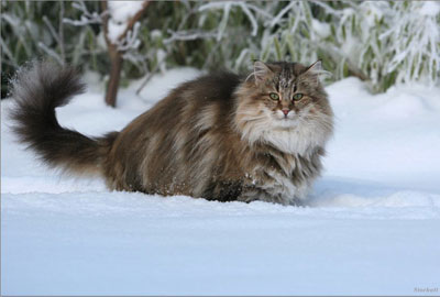 Норвежская лесная кошка