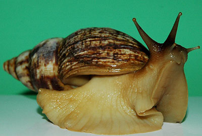 Улитка