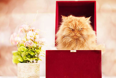 Кот Гарфи